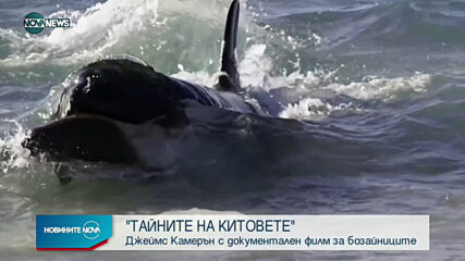 Джеймс Камерън с нов документален филм за живота на китовете