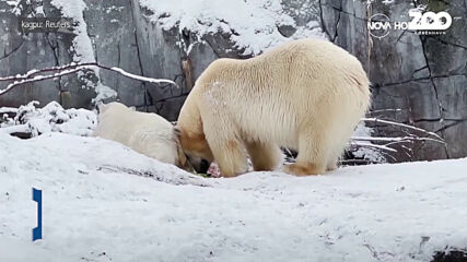 Полярни мечки се радват на снега в зоопарка в Копенхаген