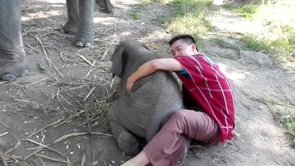 Малко слонче се прегръща с мъж