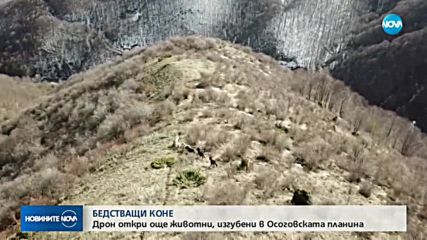БЕДСТВАЩИ КОНЕ: Дрон откри още животни, изгубени в Осоговската планина