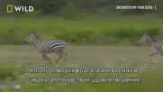 Зебрата Холи | Тайните на зоопарка | NG Wild Bulgaria