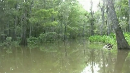Born on the Bayou - Creedence Clearwater Revival