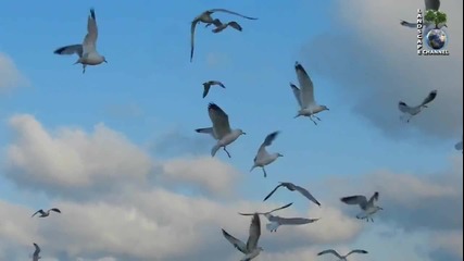 Успокояващо видео - Ято птици летят в небето