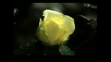 Nana Mouskouri The Rose