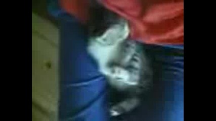 Откачено Коте Спи По Гръб С Вдигнати Крака