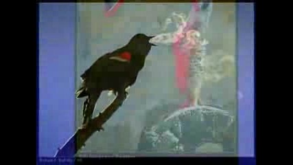 Beautiful nature pics montage on music
