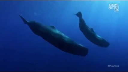 Whale Wars season 4 - The Giant Enemy Part 3_(360p)-9