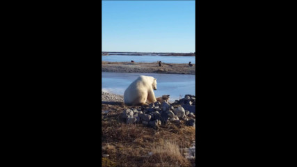 Уникално видео! Полярна мечка гали и се радва на куче, като дете!