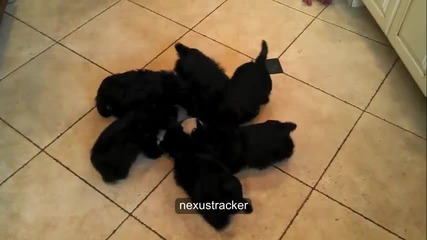 Кучета пият мляко, докато се въртят - смях