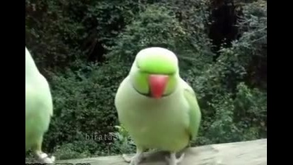 Смях.намериха общ език