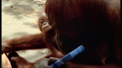 Attenborough: Amazing Diy Orangutans - Bbc Earth 