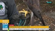 На 32-годишна възраст Ромео е най-възрастният научно документиран ловен сокол