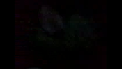 taralej tancuva na pesenta palatka
