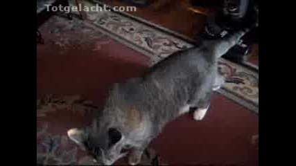 Мързелива Котка