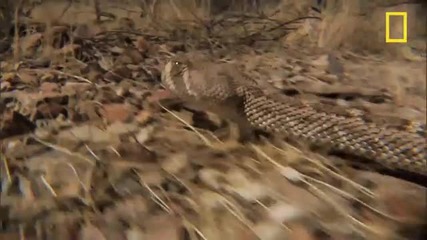 Rattlesnake vs. Rat