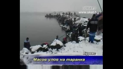 Масов улов на таранка [skat 4.1.2009г]