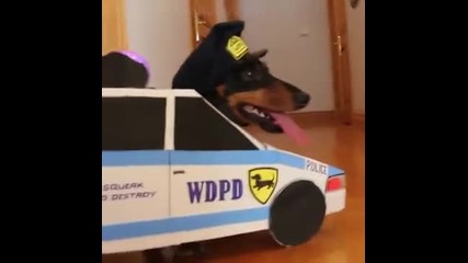 Кучета полицаи