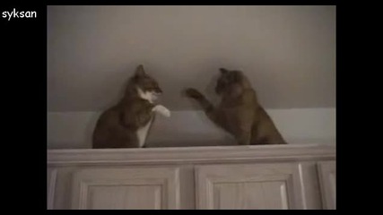 Котешка борба 