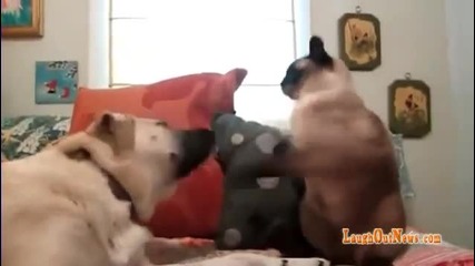 Котка боксува куче!!!