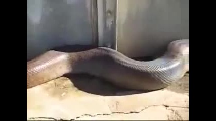 Намериха най дългата змия мъртва.flv