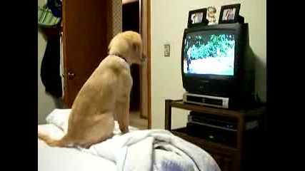 Molly watching Air Buddiesflv
