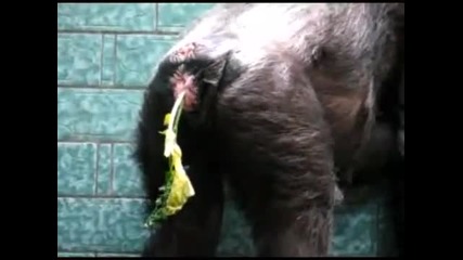 За тази маймуна няма тоалетна хартия