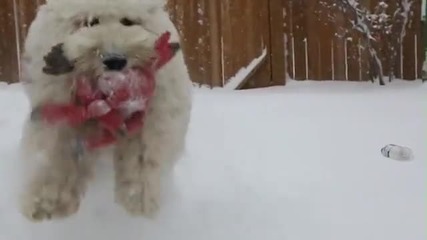 Много сладко плюшено куче си играе на снега.