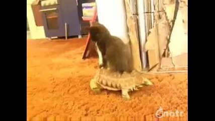 Неочаквано добра комбинация ... :)