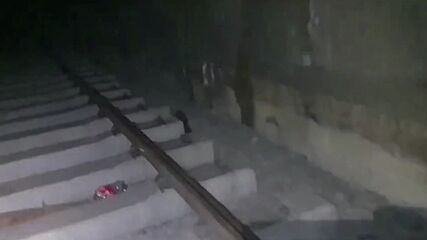 Служители в метрото спасиха заблудил се в тунел малък енот (ВИДЕО)