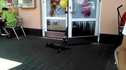 Котето просто си почива