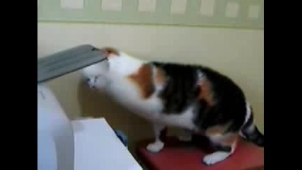 Котка срещу принтер 