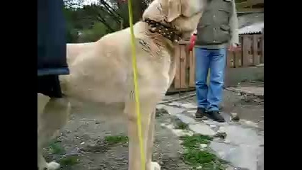 Turkiyenin Bilinen en uzun boylu kopegi 95cm