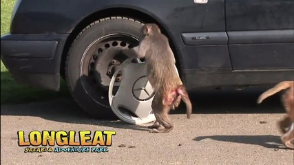Маимунки тършуват Mercedes • как си крадат !