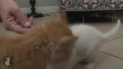 Коте си похапва сладичко с лъжичка