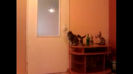 Котка си отваря врата