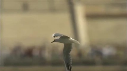 Red Bull Air Race Super Slow Motion 