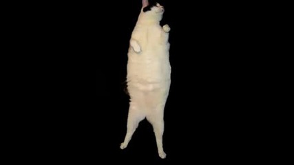 Kitty Cat Dance (ne E Za Ispuskane)