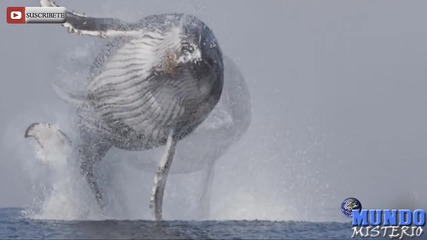 Мистерии: Шокиращи снимки на гигански гърбав кит