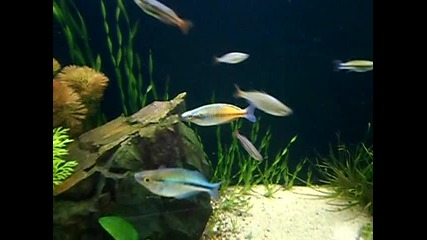 Aquarium With Rainbows