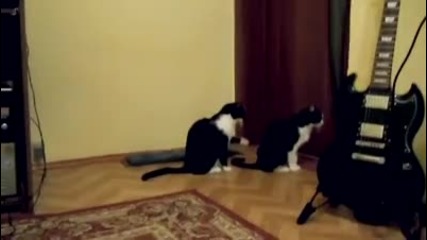 Коте се извинява на приятелчето си.