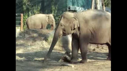 Elephant Indra