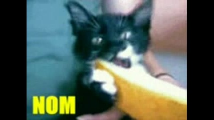Very Funny Cats Part 9