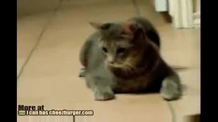 Kitteh does the laser dance