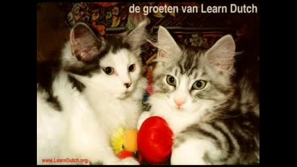 Котки