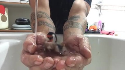 Дива птичка обича да се къпе