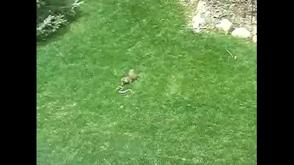 Катерица срещу Змия 