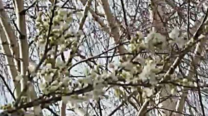 Ветровит мартенски ден в Разград
