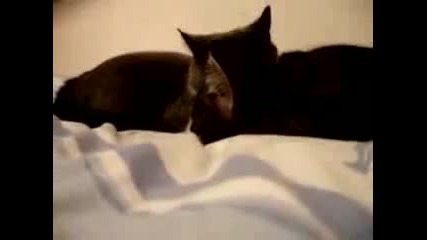 Семейство котки