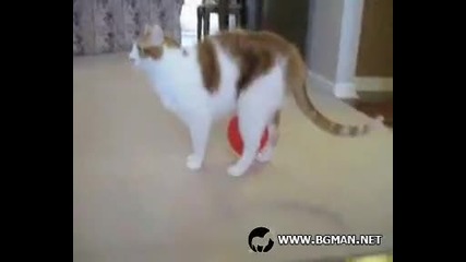 Наелектризирана котка и балон : - D