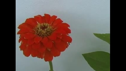 Цветята от Терасата Лято 2010 Год.